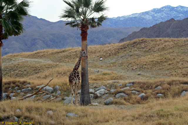 Giraffe - December 2009