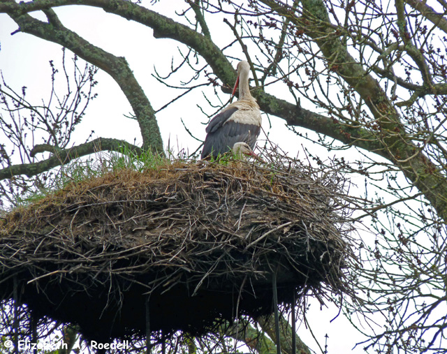 Storks - May 2010