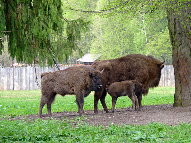 Bison - May 2010