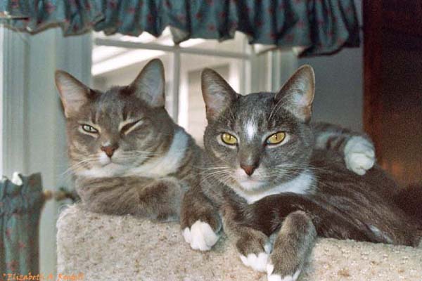 Pewter and Willow
