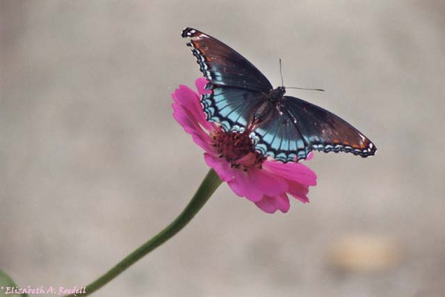 Red-Spotted Purple Butterfly