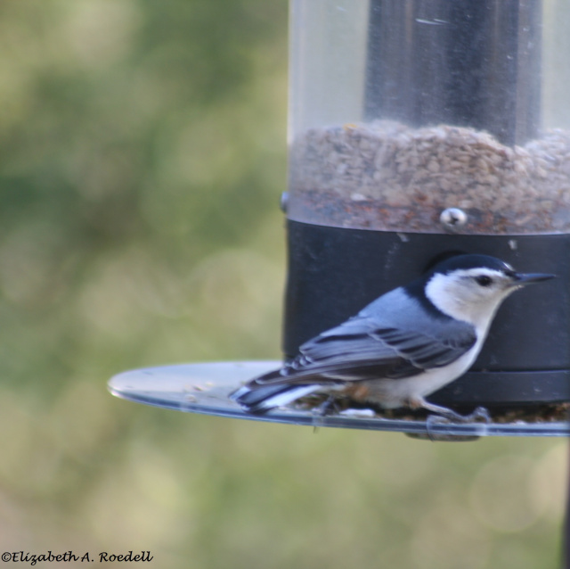 White-breasted Nuthatch