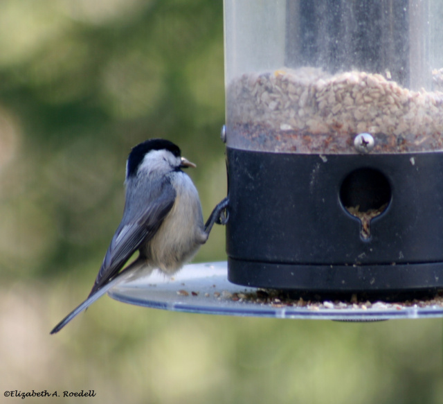 Carolina Chickadee