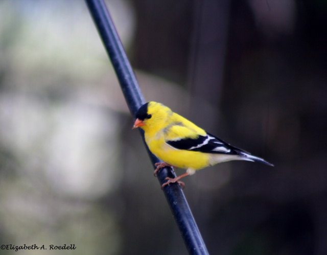 American Goldfinch