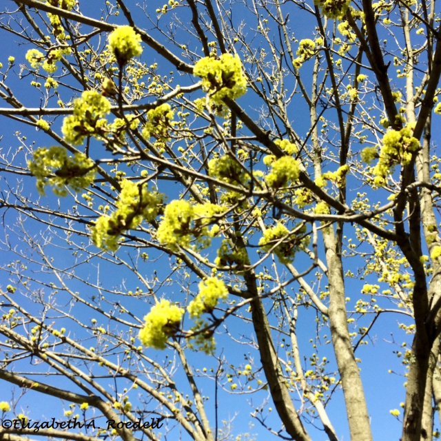 Budding Tree