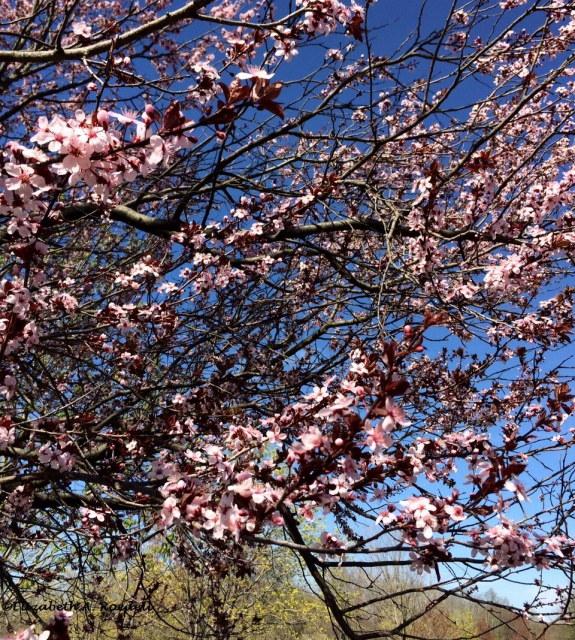 Dogwood Tree