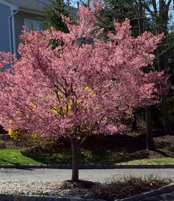 Cherry Blossom Tree