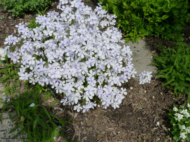 Phlox