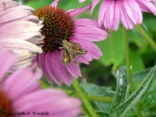 Leonard's Skipper