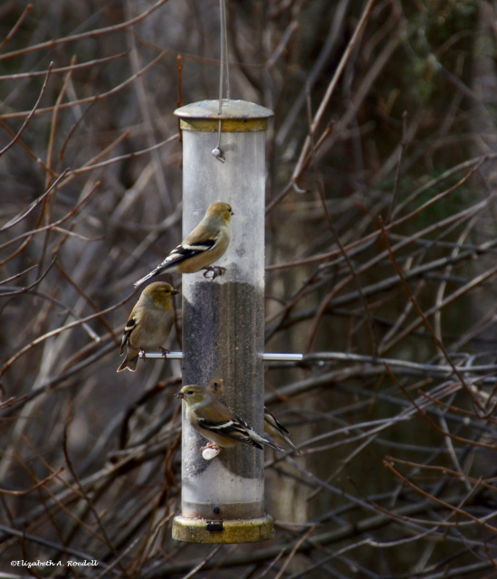 American Goldfinch