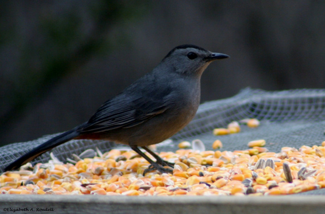 Gray Catbird