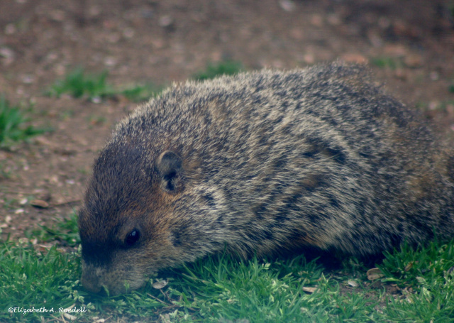 Woodchuck