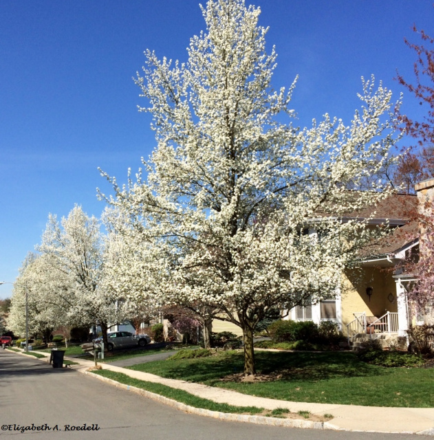 Pear Trees