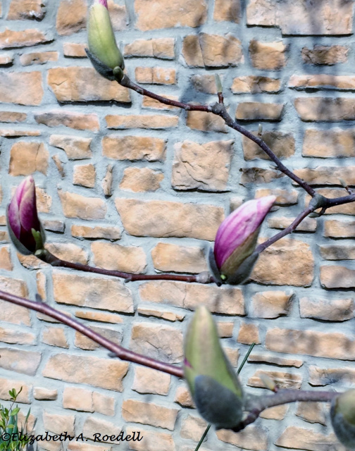 Budding Saucer Magnolia