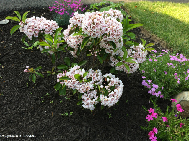 Mountain Laurel