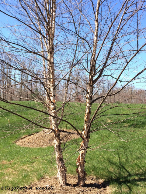 River Birch Tree