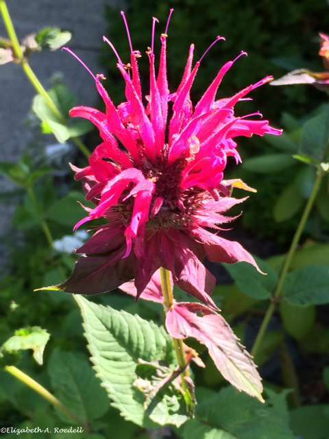 Monarda