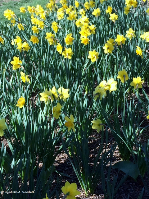 Daffodils