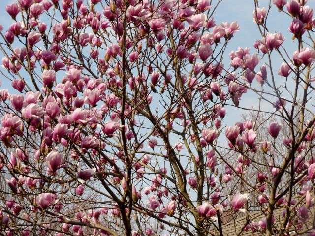 Saucer Magnolia Tree