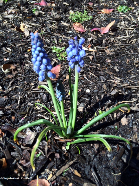 Grape Hyacinth Flowers