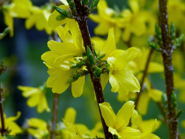 Forsythia Bush