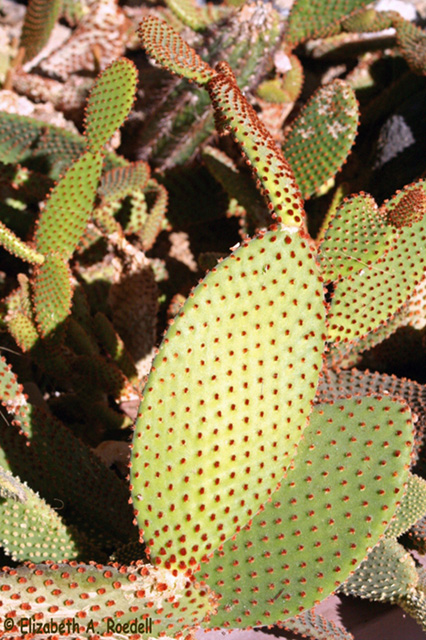 Prickly Pear Cactus, Palm Springs, CA - 2009