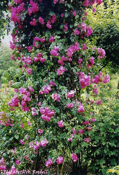 Monet's Garden, Giverny, FRANCE