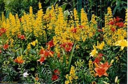 Monet's Garden, Giverny, FRANCE