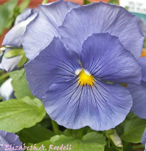 Pansy