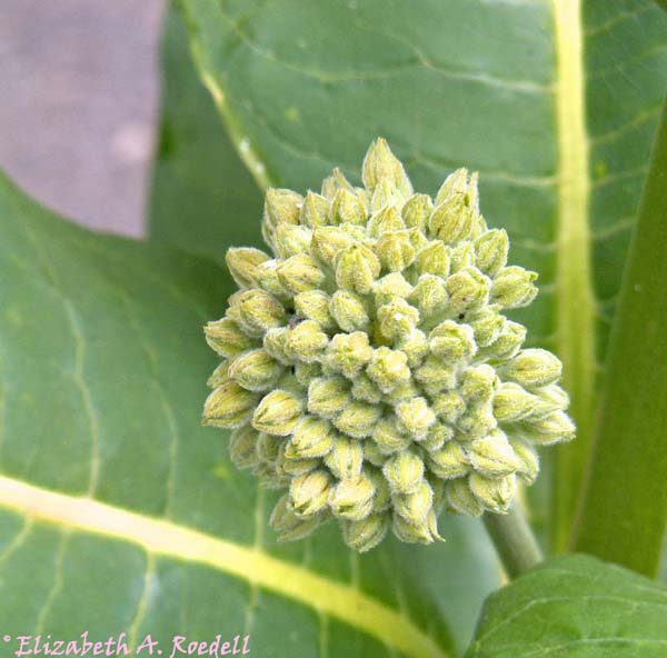 Milkweed