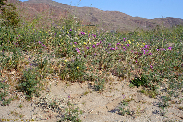 Borrego Springs, CA - March 2010