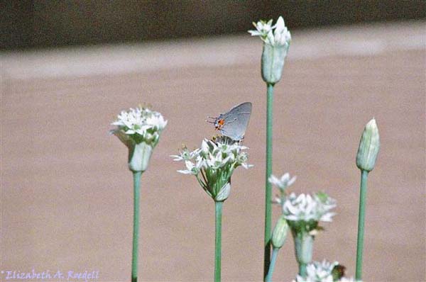 Hairstreak Butterfly