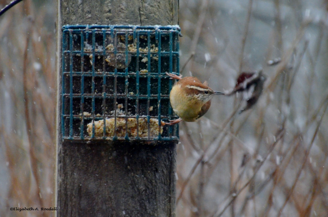 Carolina Wren