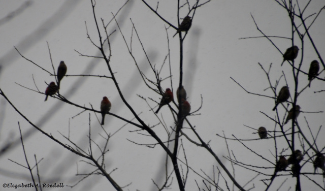 Purple Finch and House Finch