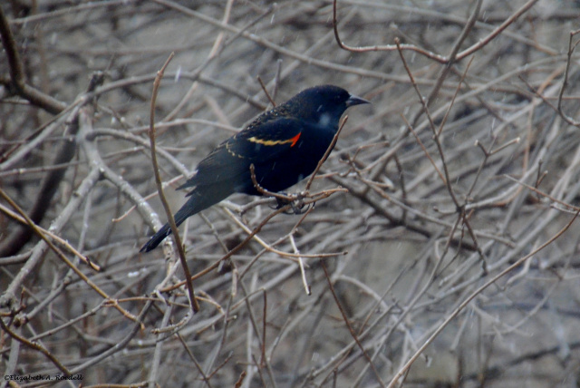 Red-winged Blackbird