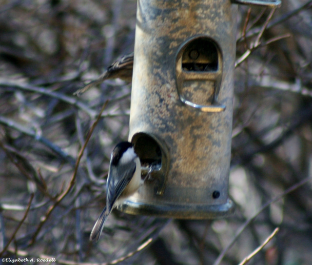 Chickadee