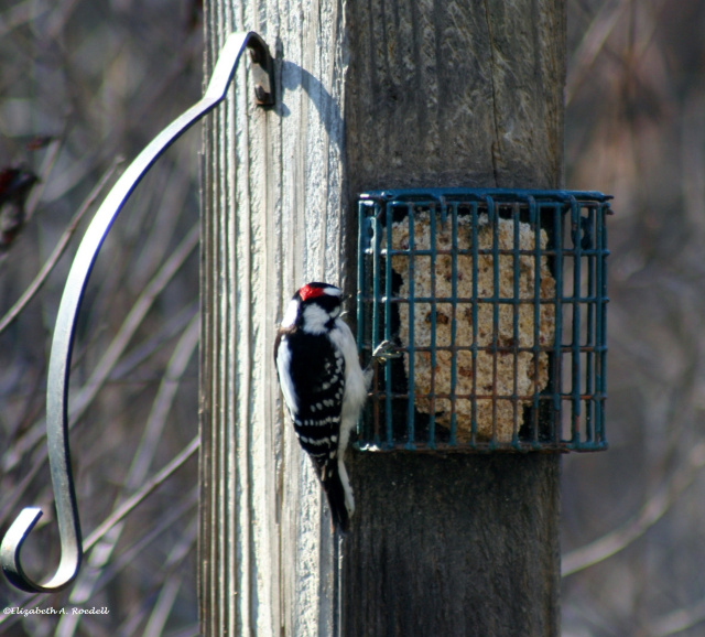 Downey Woodpecker