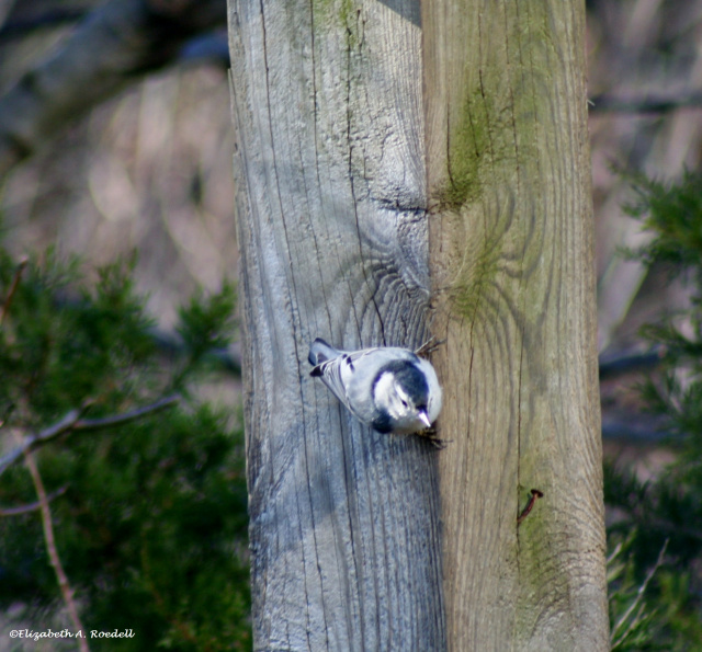 White-breasted Nuthatch