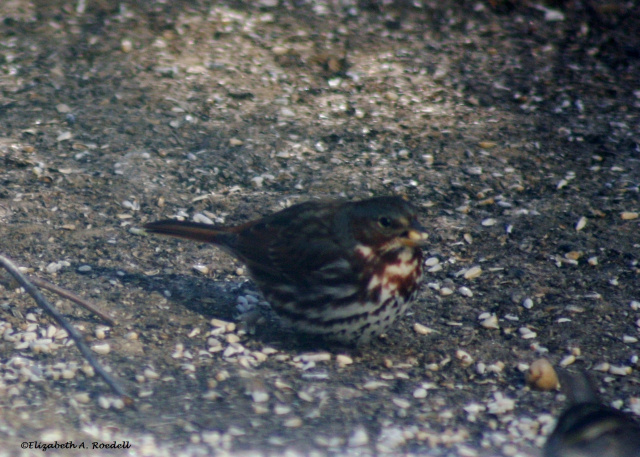 Fox Sparrow