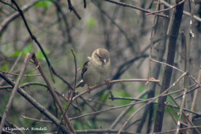 Female House Sparrow