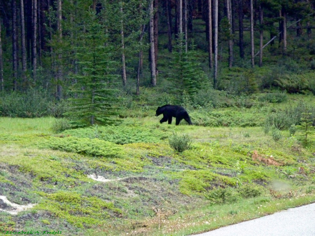 Jasper Nat'l. Park, Alberta, Canada -July 22, 2010