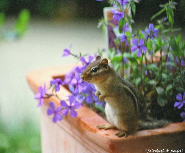 Easterm Chipmunk