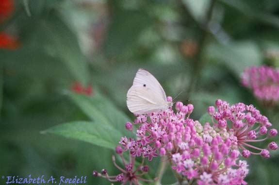 Cabbage White Butterfly