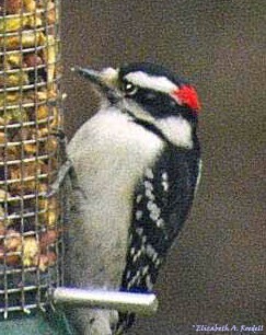 Downey Woodpecker