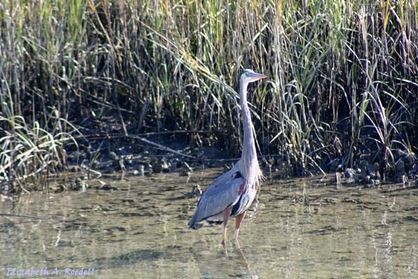Great Blue Heron