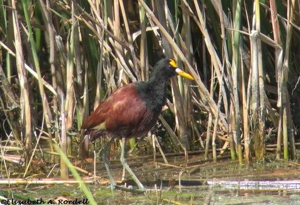 Northern Jacana