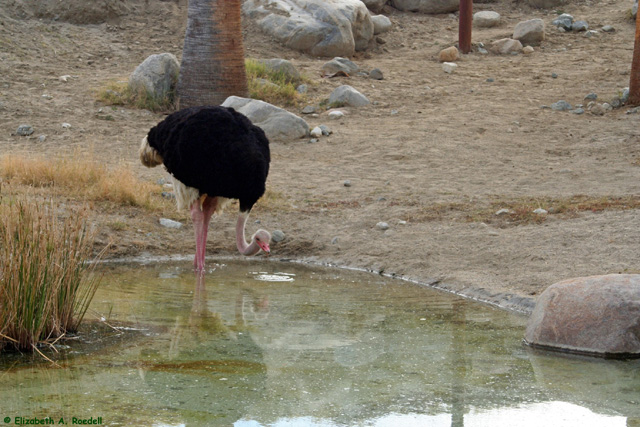 Ostrich - December 2009