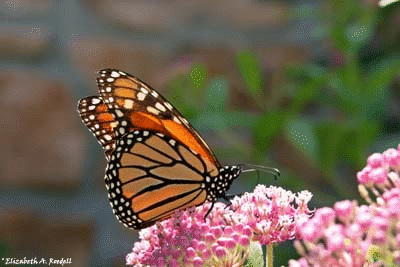 Monarch Butterfly