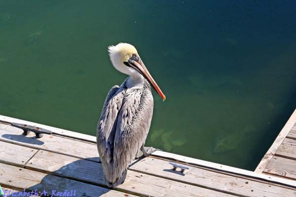 Brown Pelican