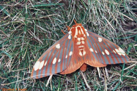 Regal Moth